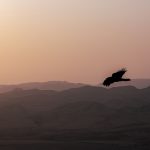 bird 1
